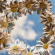 Bach bloesem therapie